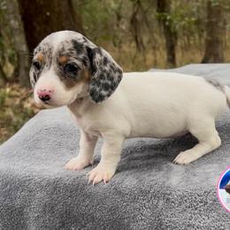 Pretty And Sassy - Dapple female Dachshund puppy in Brunswick, Georgia from Coastal Georgia Miniature Dachshunds