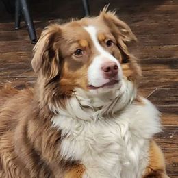 Willa - Miniature Australian Shepherd