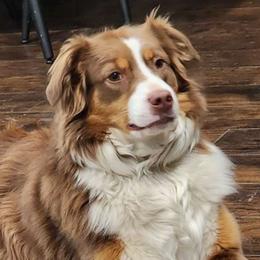 Willa - Miniature Australian Shepherd