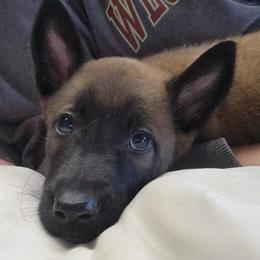 Black - Fawn sable male Belgian Malinois puppy in Boise, Idaho from Wings of Freedom Retrievers and Malinois