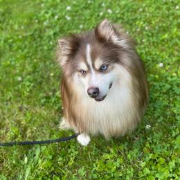 Zircon - Pomsky