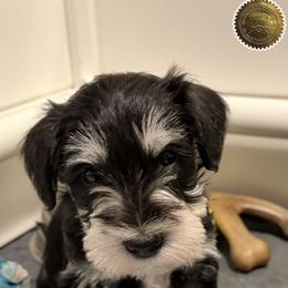 Wyatt - Black and silver male Miniature Schnauzer puppy in Frankford, Delaware from Miniature Schnauzers of Delmarva