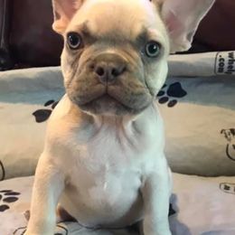 French Bulldogs from Mis Hijos French Bulldogs