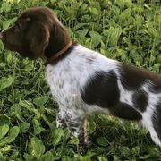 Kleine Munsterlanders from Shotgun Rider