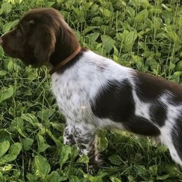 Kleine Munsterlanders from Shotgun Rider