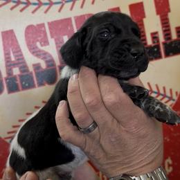 Mays Lime Green collar - Black roan male German Shorthaired Pointer puppy in Six Mile, South Carolina from The Proper Pointer Co.