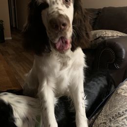 English Springer Spaniel Puppies from Bourbon Trail Springers