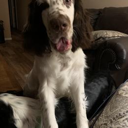 English Springer Spaniel Puppies from Bourbon Trail Springers