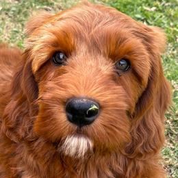 Milo - Red  male Goldendoodle puppy in Scottsdale, Arizona from Cockadoodle Poo Puppies