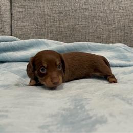 Tootsie - Chocolate and tan female Dachshund puppy in Gainesville, Texas from Diamond B Doxies