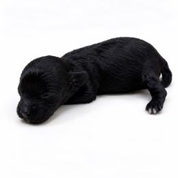 Lixira's Sterling - Black male Poodle puppy in Sumter, South Carolina from Lixira Poodles LLC