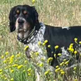 English Springer Spaniels from Cherri Furness