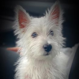 Mi-Kis and West Highland White Terriers from Cricket Hill’s Westies and Shekinah’s Mi-Kis