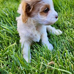 Cavapoo Puppies from Ellas.Pups