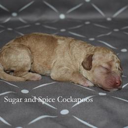 Boy 1 - male Cockapoo puppy in Hopkins, South Carolina from Sugar and Spice Cockapoos