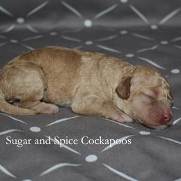 Boy 1 - male Cockapoo puppy in Hopkins, South Carolina from Sugar and Spice Cockapoos