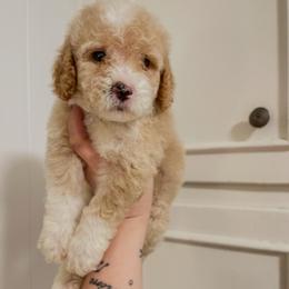 Big Tex (Our Lone Star State litter) - Red  male Goldendoodle puppy in Hopkins County, Texas from Boutique Doodles