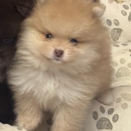 Sweet - Cream sable female Pomeranian puppy in Kilgore, Texas from 5 Star Poms