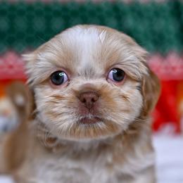 Lumi - Cream and white female Shih Tzu puppy in Montrose, Colorado from Nana's Happy Pups