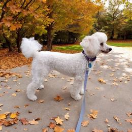 Monique - Poodle