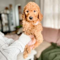 Double Doodle and Labradoodle Puppies from Magnolia & Finn Doodles