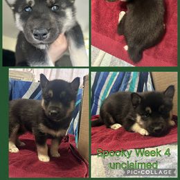 Spooky - Black tan and white female Siberian Husky puppy in Canton, Ohio from Bleu Skies Siberian Huskies