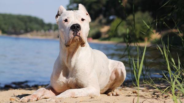 Find Dogo Argentino puppies for sale near Holland, MI
