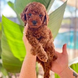 Shaggy (Green) - Apricot male Poodle puppy in Calimesa, California from Teakwood Poodles of SoCal