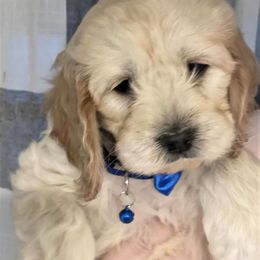 Cavapoo and Cockapoo Puppies from Clearview Canines