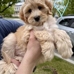 Bernedoodle, Cavalier King Charles Spaniel, and Poodle Puppies from Ellas.Pups (Bernedoodles & Cavapoos)