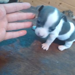Chihuahua Puppies from Cuties Chihuahuas