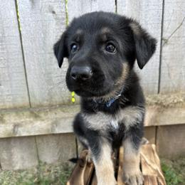 German Shepherd Puppies from Vermachtnis German Shepherds