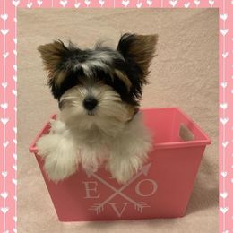Peek-a-Boo - Yorkshire Terrier