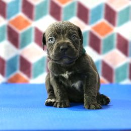 Teal Collar - Gray female Cane Corso puppy in Lusby, Maryland from Coastal View Kennels