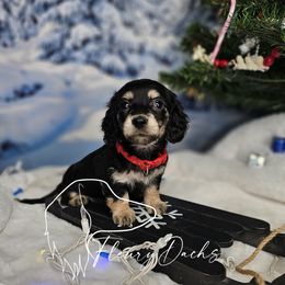 OS1-1 - Black and cream female Dachshund puppy in Martin City, Montana from FleuryDachs