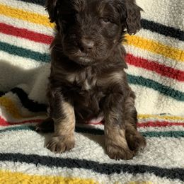 Aussiedoodle and Australian Shepherd Puppies from Homestead Aussies & Doodles