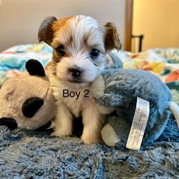 Boy 2 - Black & tan tri-color male Morkie puppy in Ocala, Florida from Hummingbird Fields