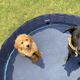 Goldendoodle Puppies from Main Street Goldendoodles