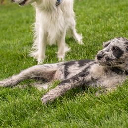 Companion Cross Puppies from Mandala Dogs
