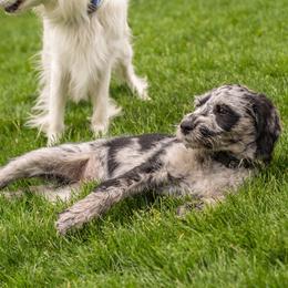 Companion Cross Puppies from Mandala Dogs