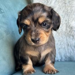 Zyra -AKC 5750 - Dapple female Dachshund puppy in Krum, Texas from Tired Chef Dachshunds