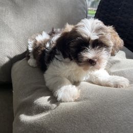 Havanese Puppies from Hidden Bay Havanese