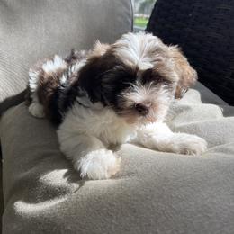 Havanese Puppies from Hidden Bay Havanese