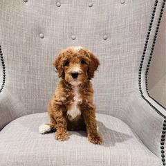 Green - Red  male Goldendoodle puppy in Miami, Florida from GoldStar Doodles USA