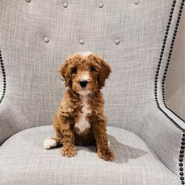 Green - Red  male Goldendoodle puppy in Miami, Florida from GoldStar Doodles USA