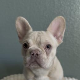 Ekholma Sofa - Cream female French Bulldog puppy in Cedar Hill, Texas from Puppy Paper House