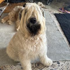 Victoria Rose - Bouvier des Flandres