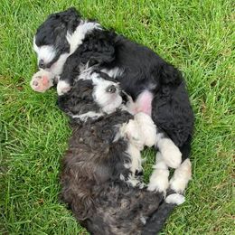 Bernedoodles from Honey B Puppy