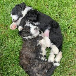 Bernedoodles from Honey B Puppy
