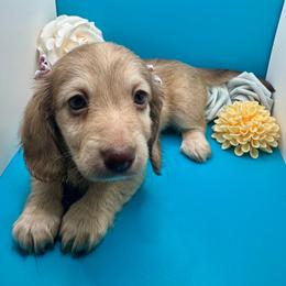 Female 3 - Chocolate and cream female Dachshund puppy in Snow Camp, North Carolina from V's Southern Angels